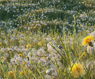 Beautiful Blooming Flowers In Green Grass Field With White Dandelions And Yellow Blooms 3d model