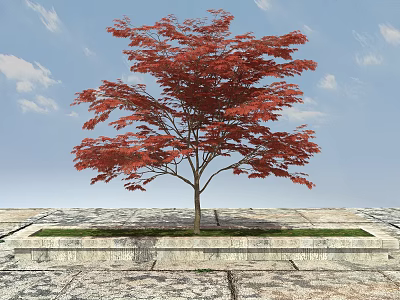 Red Leaf Tree In Stone Planter On Stone Pavement Under Blue Sky With Clouds 3d model