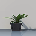 Lush Green Leaf Bonsai Potted Plant In Dark Pot Against Light Wall On Smooth Surface