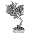 Bonsai Tree With Twisted Trunk Exposed Roots And Lush Green Leaves For Indoor Decor