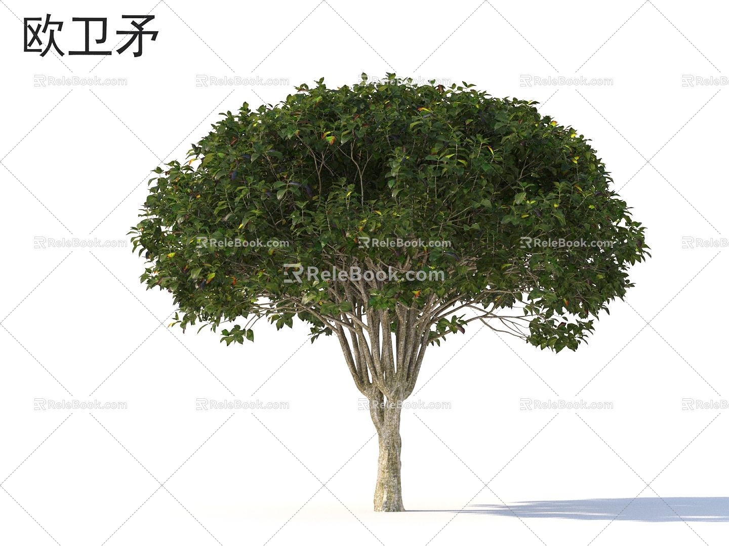 European Euonymus Small Trees Trees Plants model