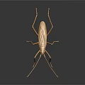 Golden Metallic Insect Sculpture With Long Antennae And Legs On Dark Background