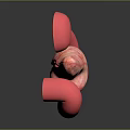Detailed 3D Anatomical Model of Abdominal Organs Showing Stomach and Pancreas Structure