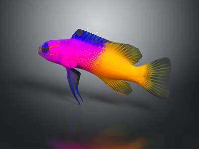 Vibrant Pink Purple And Yellow Tropical Fish With Blue Fins And Scales 3d model