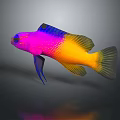 Vibrant Pink Purple And Yellow Tropical Fish With Blue Fins And Scales