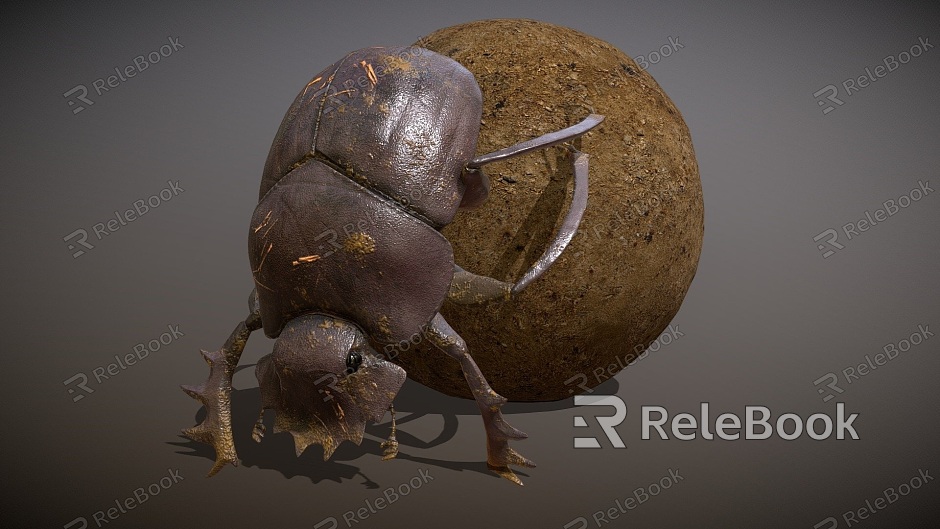 dung beetles dung ball model