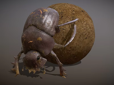 Shiny Dark Brown Reptile Pushing Round Soil Ball On Gray Surface 3d model