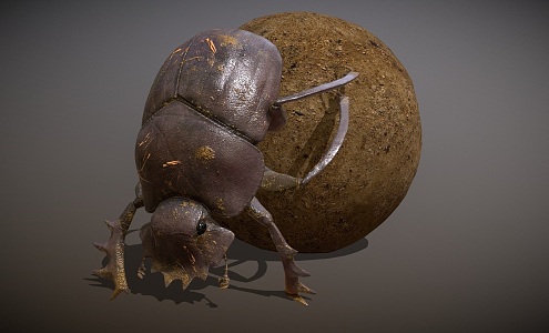 dung beetles dung ball 3d model