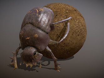 dung beetles dung ball 3d model