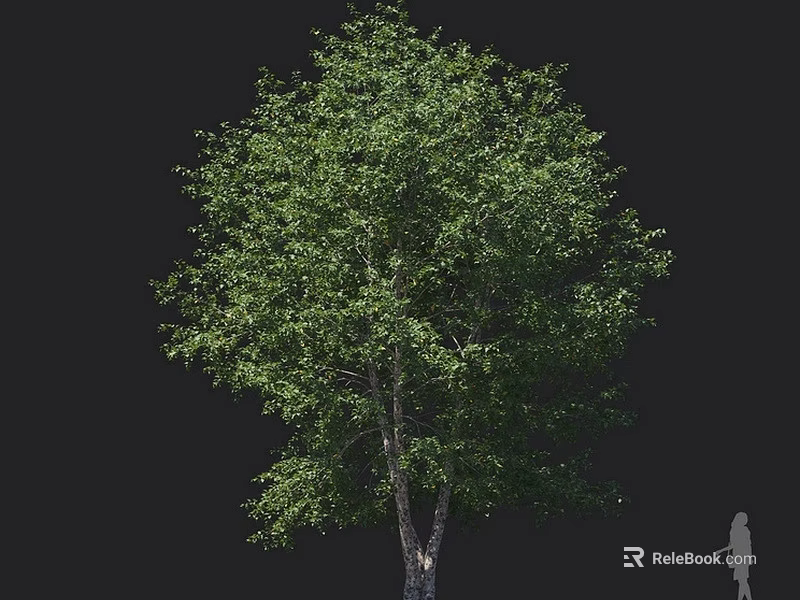 Tall Lush Arbor With Dense Green Foliage And Strong Trunk Structure 3d model 