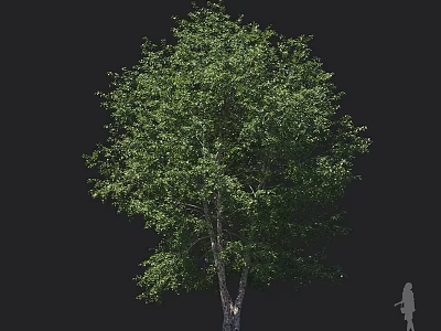 Tall Lush Arbor With Dense Green Foliage And Strong Trunk Structure 3d model
