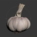 Fresh Partially Peeled Garlic Bulb on Dark Background with Reflection