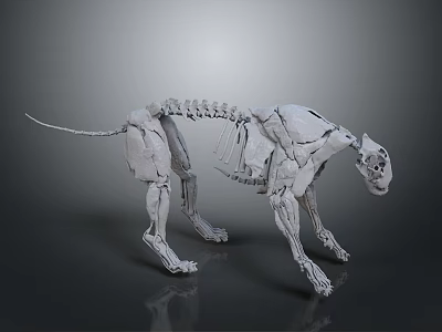 Detailed Dog Skeleton 3D Model With Realistic Bone Structure And Digital Rendering 3d model