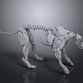 Detailed Dog Skeleton 3D Model With Realistic Bone Structure And Digital Rendering