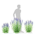 Elegant Veronica Longifolia Garden Accent with Purple Flower Spikes and Green Foliage for Garden Decoration