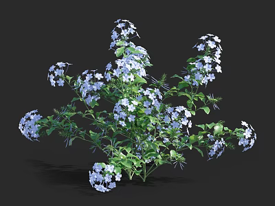 Lush Flowering Plant With Blue And White Blooms And Green Leaves 3d model