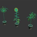 Different Types of Potted Plants Including Sunflower and Green Leafy Varieties in Clay Pots
