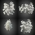Snow Covered Arbor Trees Displaying Various Frosty Branch Shapes In Winter