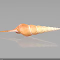Conch With Spiral Shell In Orange And Beige On Black Background With Reflection 3d model