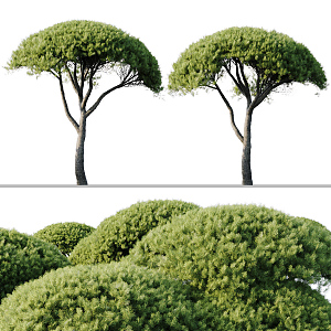 Modern Tree Pine Tree Landscape Tree 3d model