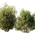 Modern Shrub Shrub 3d model