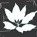 Botanical Illustration Featuring Green Leaves With Detailed Veins On Dark Background