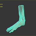 Detailed Game Movie Character Foot Skeleton Muscle Ligament Anatomical Model Structure