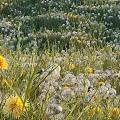 Beautiful Blooming Flowers In Green Grass Field With White Dandelions And Yellow Blooms