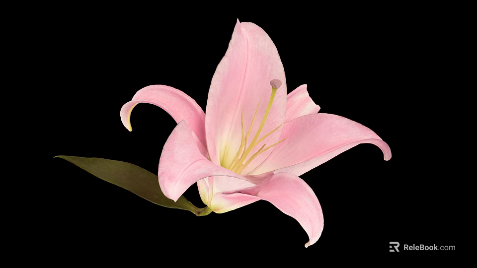 Beautiful Pink Lily Flower Blooming With Green Leaf On Black Background 3d model 