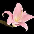 Beautiful Pink Lily Flower Blooming With Green Leaf On Black Background