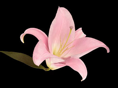 Beautiful Pink Lily Flower Blooming With Green Leaf On Black Background 3d model