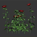 Blooming Red Roses With Green Stems And Leaves On Gray Background