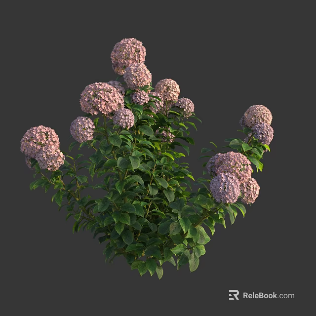 Pink Hydrangea Flowers With Green Leaves In Lush Blooming Clusters 3d model 