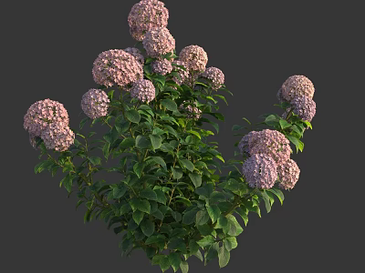 Pink Hydrangea Flowers With Green Leaves In Lush Blooming Clusters 3d model