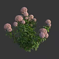 Pink Hydrangea Flowers With Green Leaves In Lush Blooming Clusters