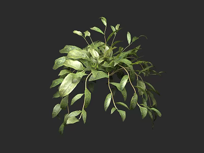 Lush Green Hanging Basket Plant With Vibrant Foliage For Indoor Decoration 3d model