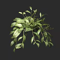 Lush Green Hanging Basket Plant With Vibrant Foliage For Indoor Decoration