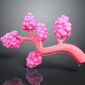 Medical Device 3D Anatomical Lung Structure for Medical Education Pink Branched with Spherical Parts