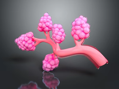 Medical Device 3D Anatomical Lung Structure for Medical Education Pink Branched with Spherical Parts 3d model