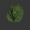 Green Bushy Tree With Dense Leaves For Garden Landscape Decoration