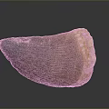 Ancient Prehistoric Animal Tooth Fossil With Brown Enamel And Textured Surface Details