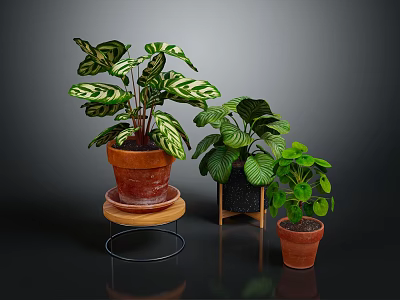 Houseplants With Variegated Leaves And Green Foliage In Terracotta Pots On Wooden And Metal Stands 3d model