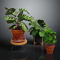 Houseplants With Variegated Leaves And Green Foliage In Terracotta Pots On Wooden And Metal Stands