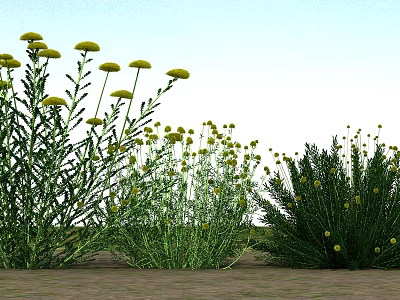 Vibrant Yellow Flowers And Lush Green Plants In Natural Outdoor Setting 3d model