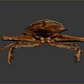 Brown Insect With Large Forelegs And Winged Body On Dark Background 3d model