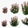 Various Colorful Garden Flowers With Pink And White Roses And Green Leaves