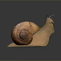 Snail With Spiral Brown Shell Light Brown Body And Antennae On Smooth Dark Surface