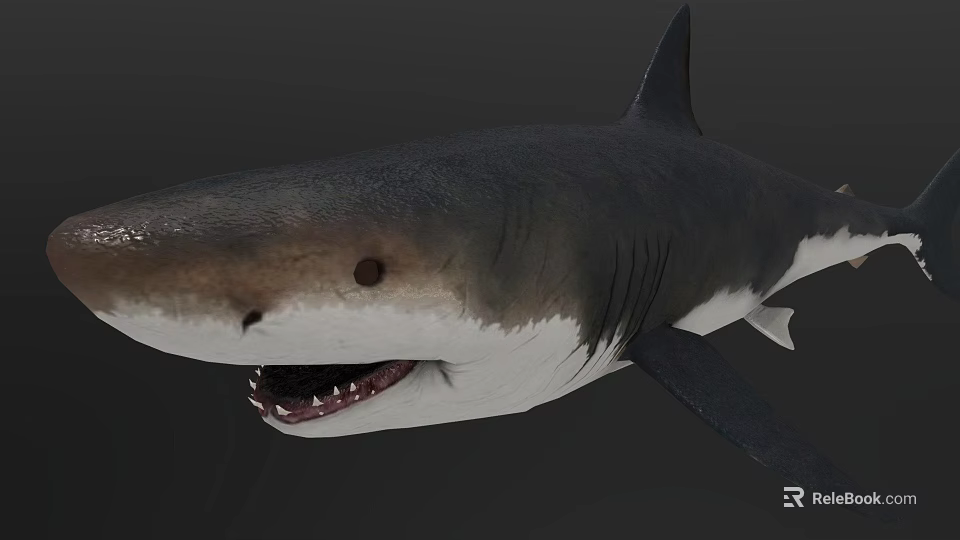 Realistic 3D Shark Model With Open Mouth Sharp Teeth And Gray Body 3d model