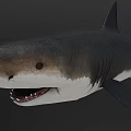 Realistic 3D Shark Model With Open Mouth Sharp Teeth And Gray Body 3d model