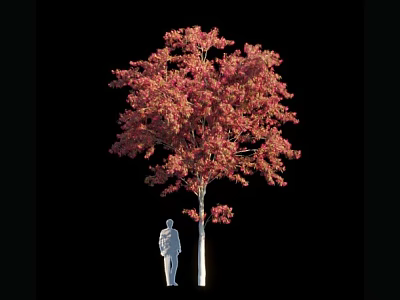 Tall Arbor With Vibrant Red Foliage And Human Silhouette On Black Background 3d model